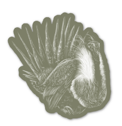 Sage Grouse Sticker