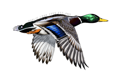 Public Land Drake Sticker